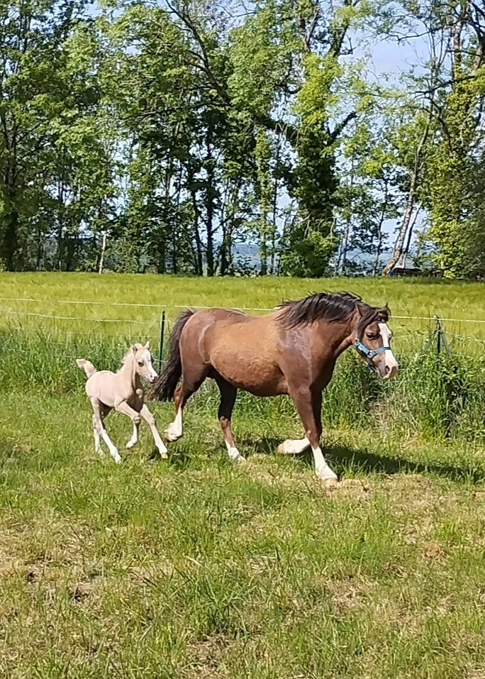 Foal welsh mountain 