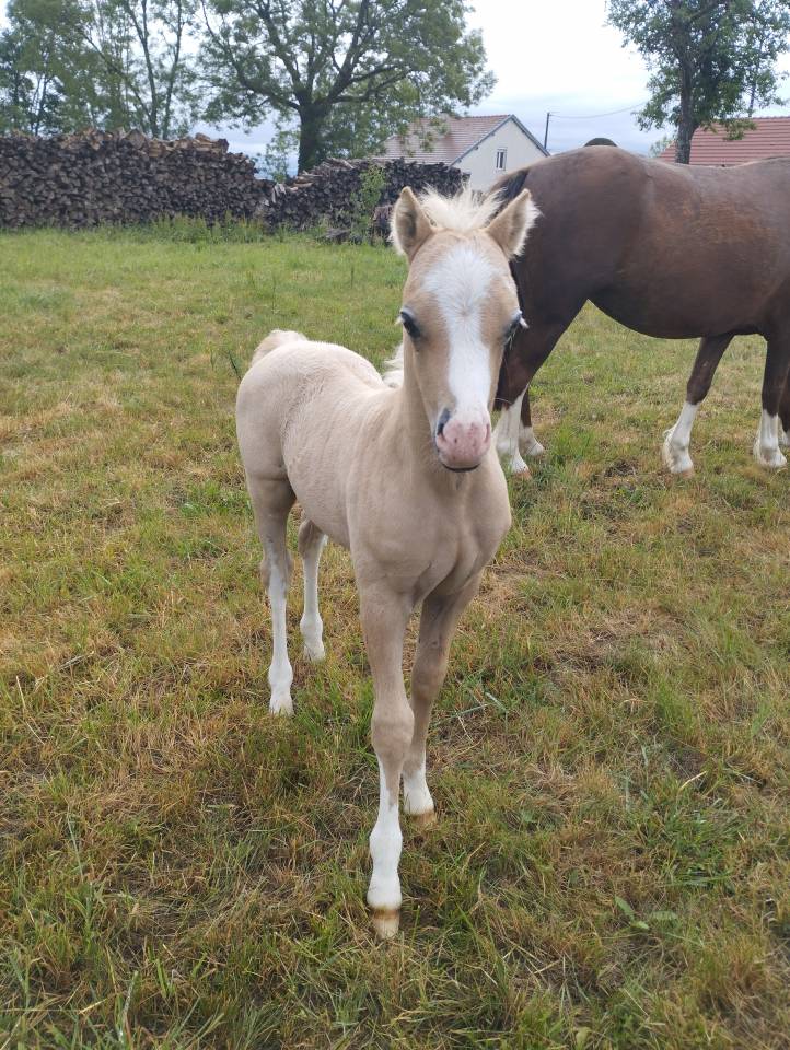 Foal welsh mountain 