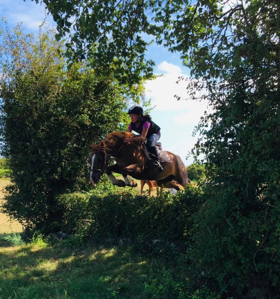 Welsh cob 11 ans