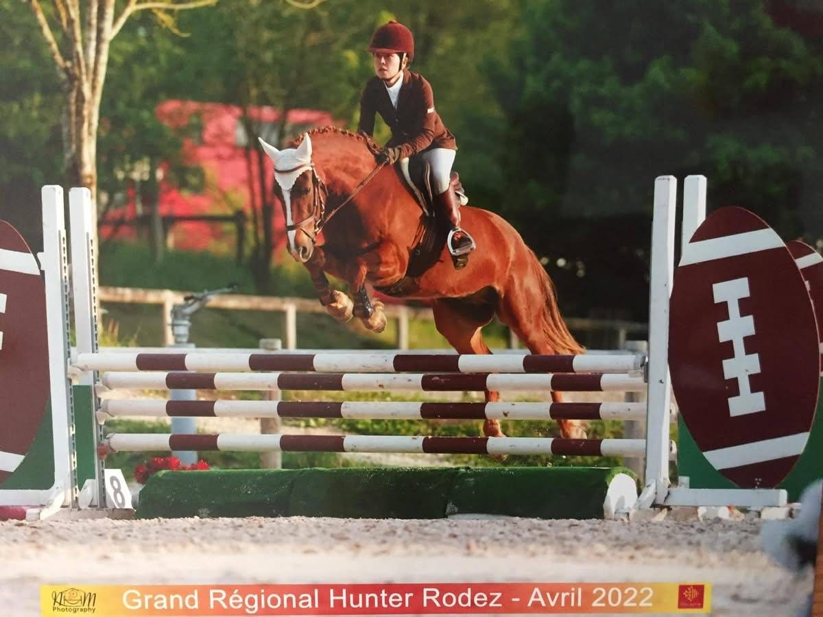 Welsh cob 11 ans
