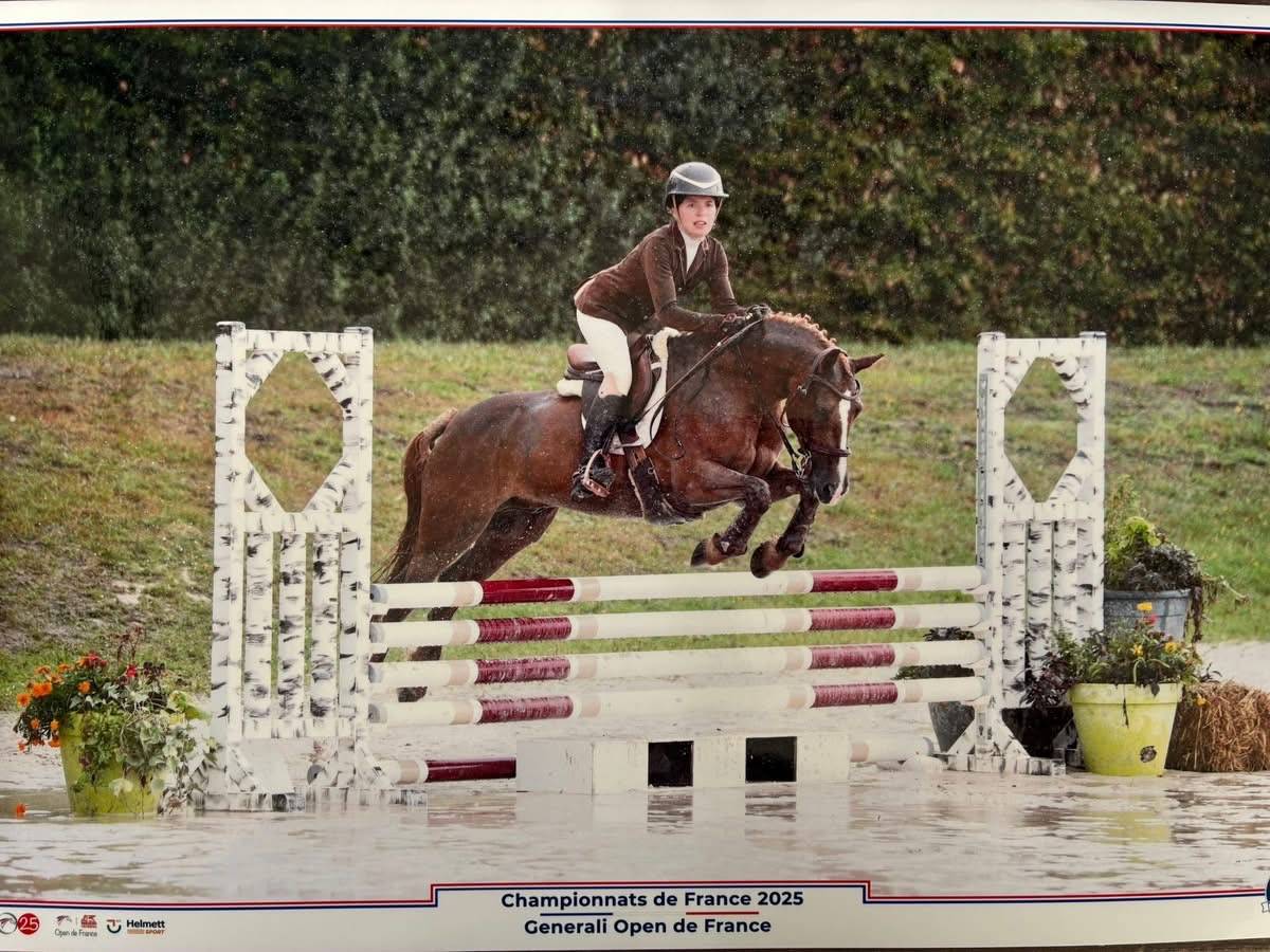 Welsh cob 11 ans