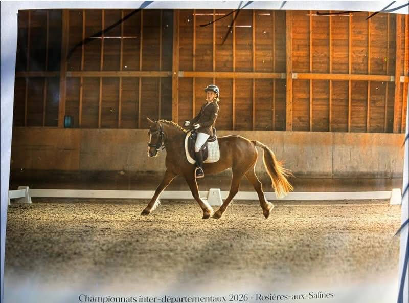 Welsh cob 11 ans
