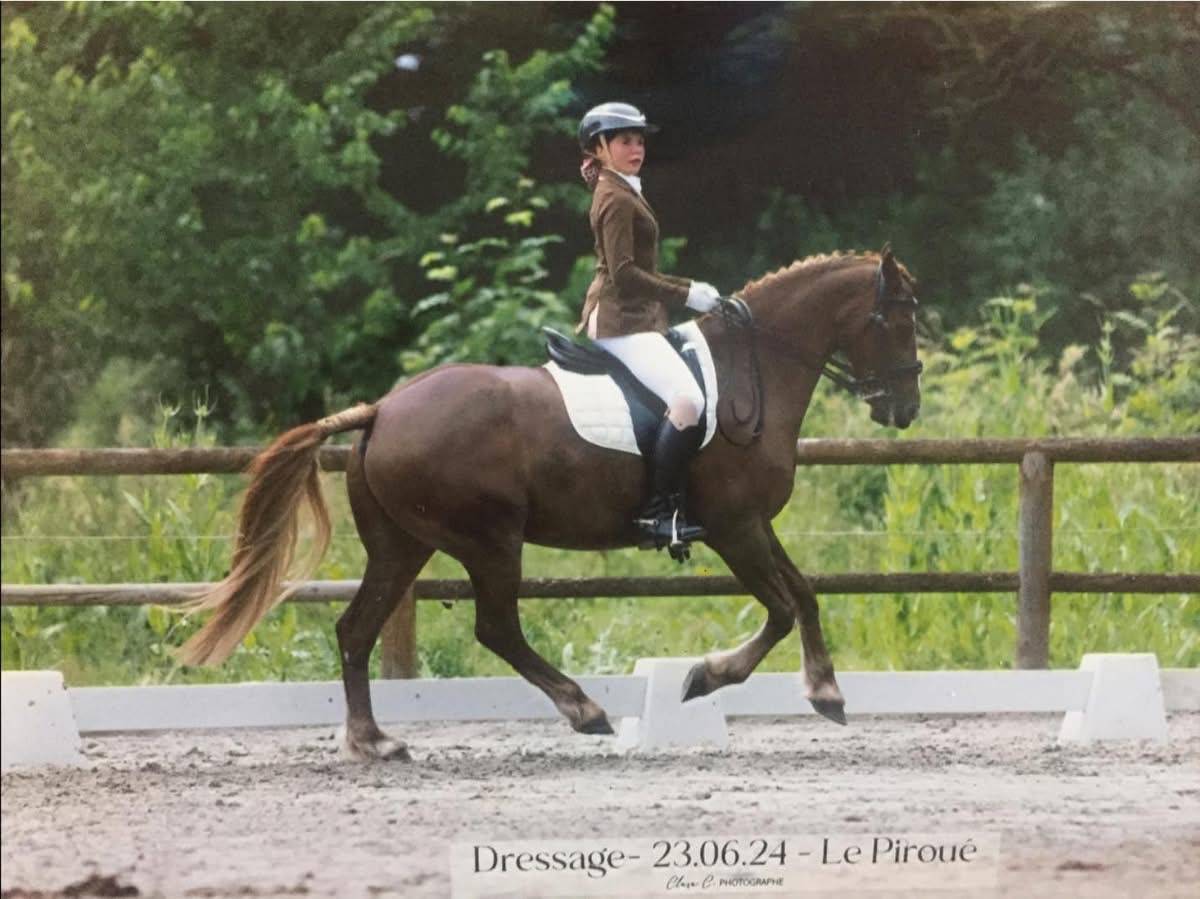 Welsh cob 11 ans