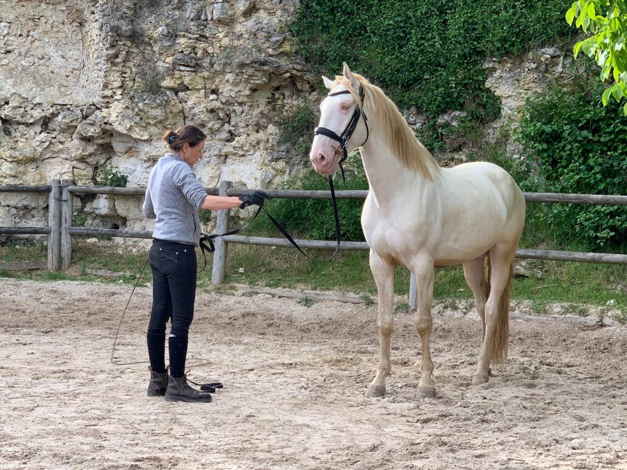 Grand lusitanien 5 ans cr&egrave;me dun hongre 