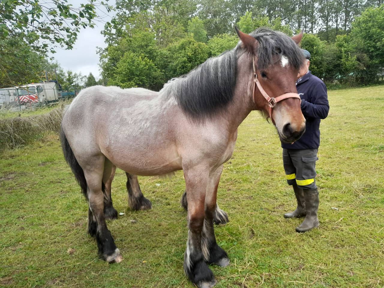 Pouliche de trait belge