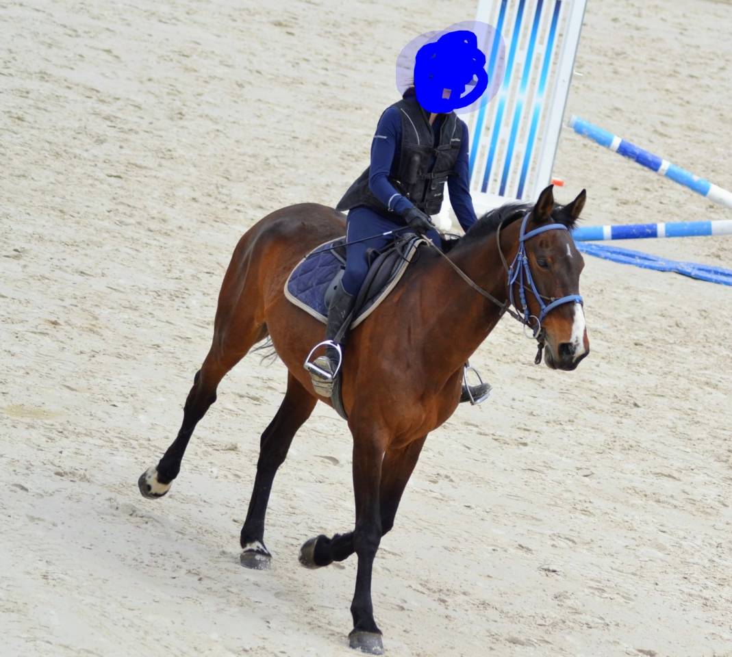 Grande jument d'exp&eacute;rience pour d&eacute;buter les amateurs