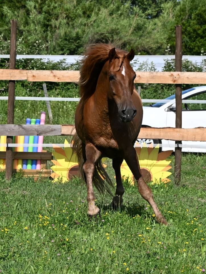 Hongre alezan 