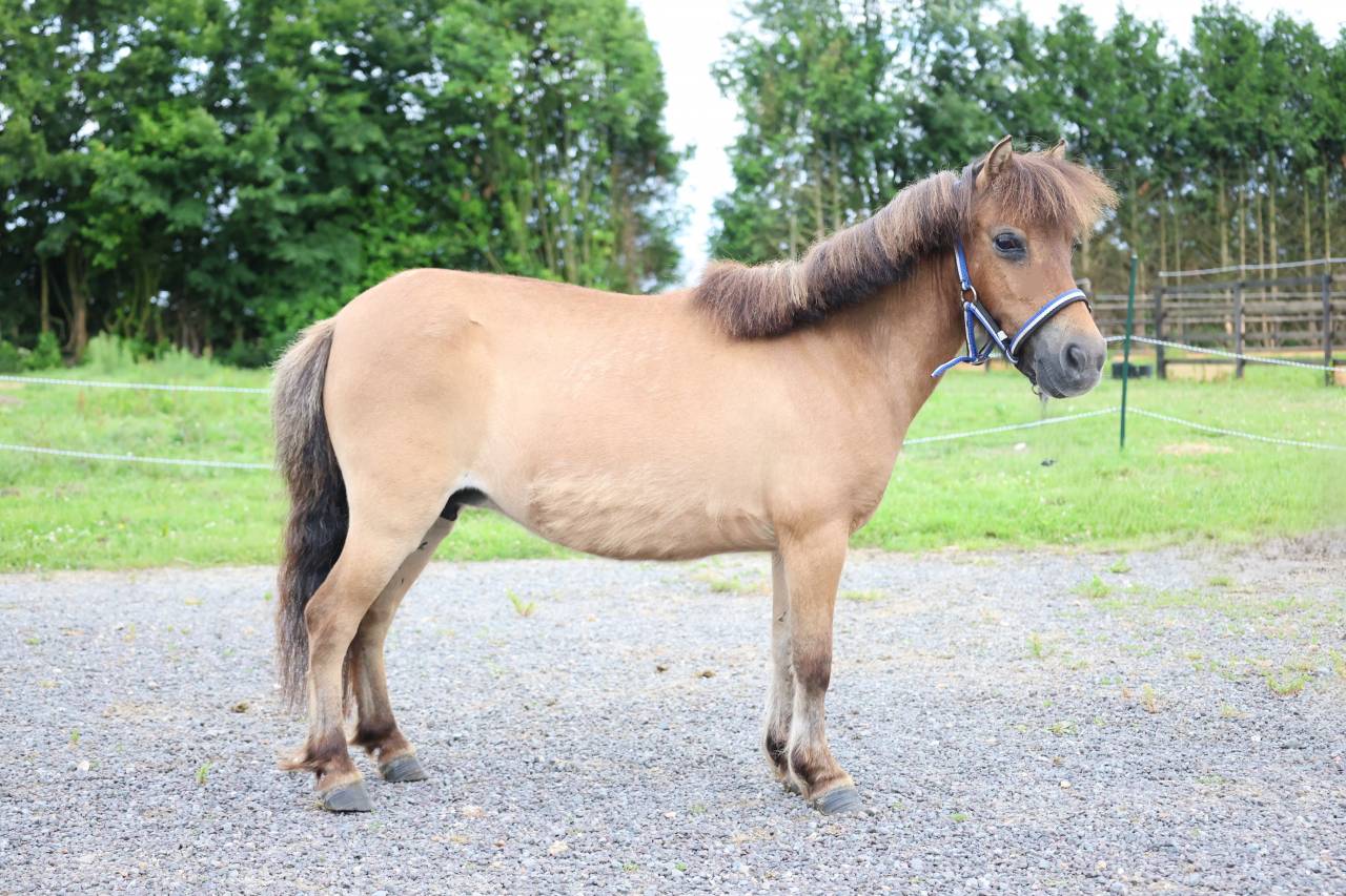 Magnifique ponette