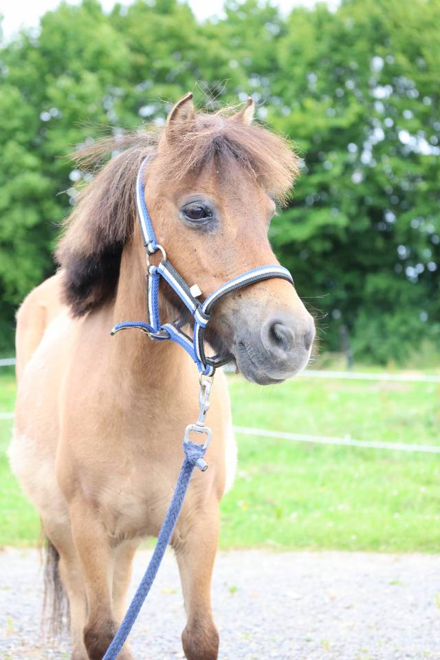 Magnifique ponette