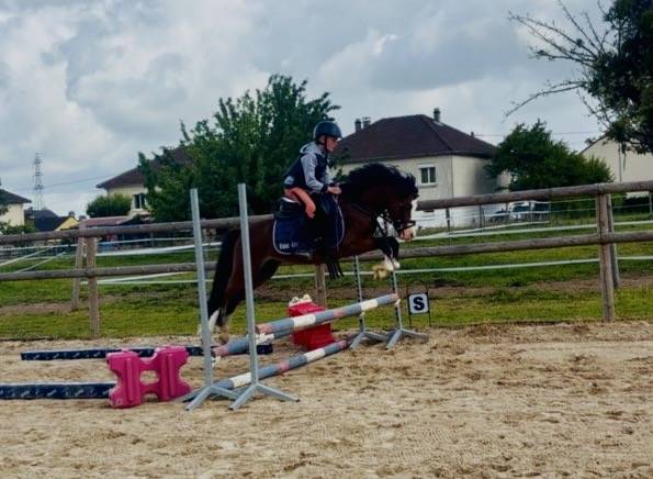 Poney de sport