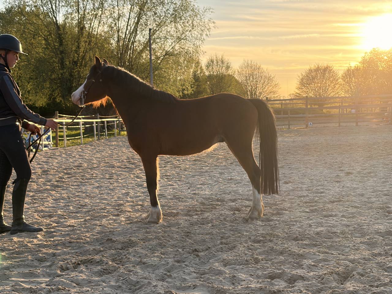 Poney de sport