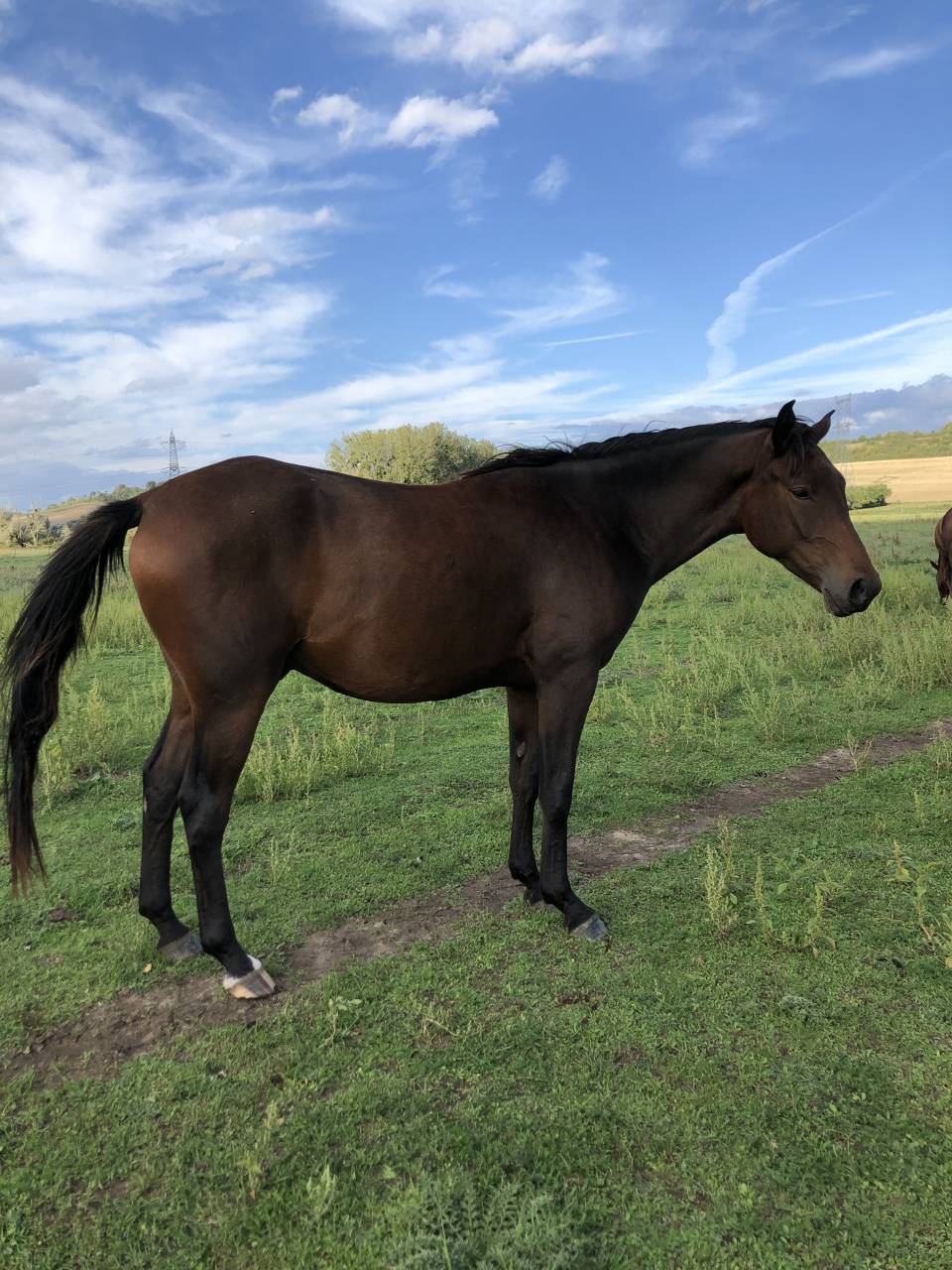 superbe anglo-arabe bai de 6 ans