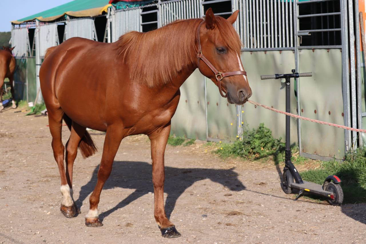 Arabo-trotteur alezan de 7 ans