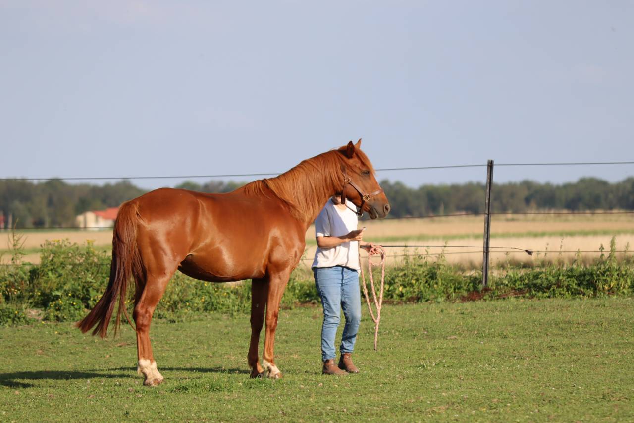 Arabo-trotteur alezan de 7 ans