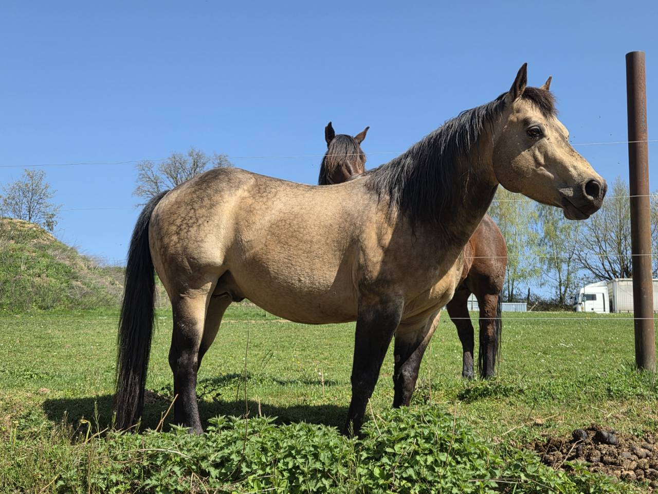 Etalon Quarter Horse 91% Fondation