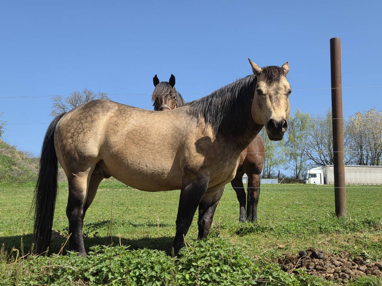 Etalon Quarter Horse 91% Fondation