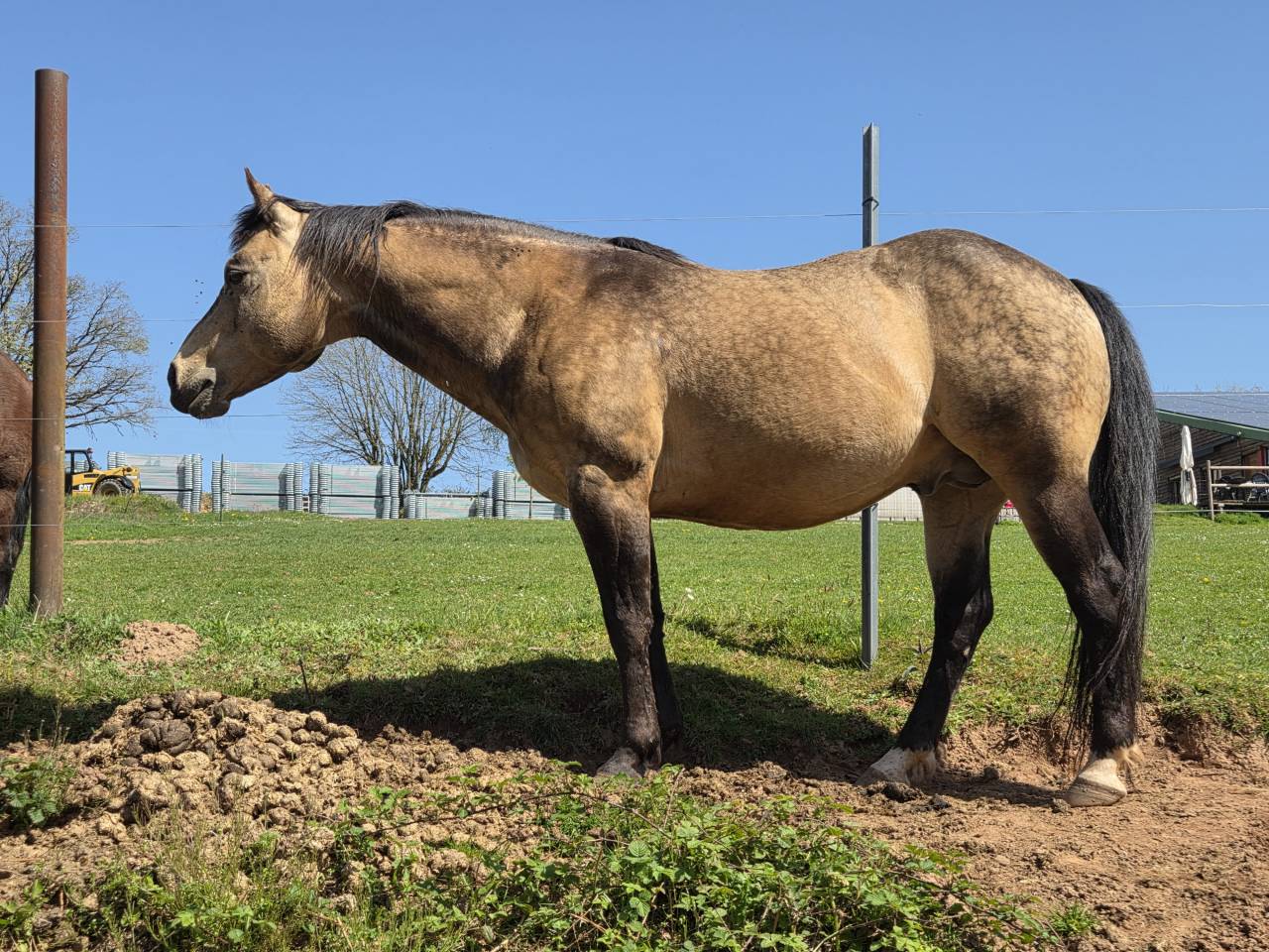 Etalon Quarter Horse 91% Fondation