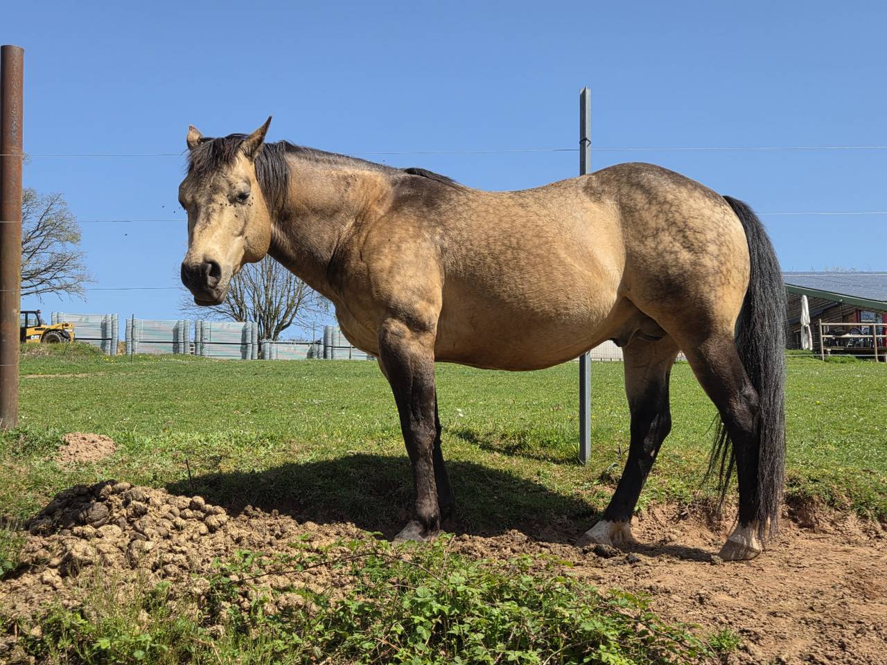 Etalon Quarter Horse 91% Fondation