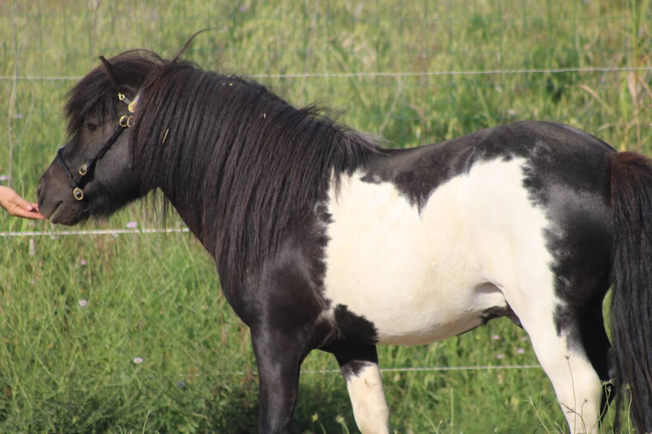 &Eacute;talon shetland pp livre A 6 ans