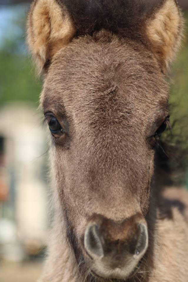 Poulain shetland PP grullo