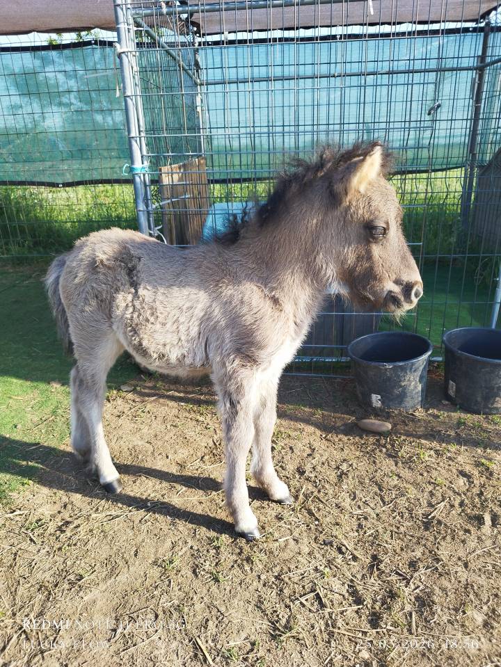 Poulain shetland PP grullo
