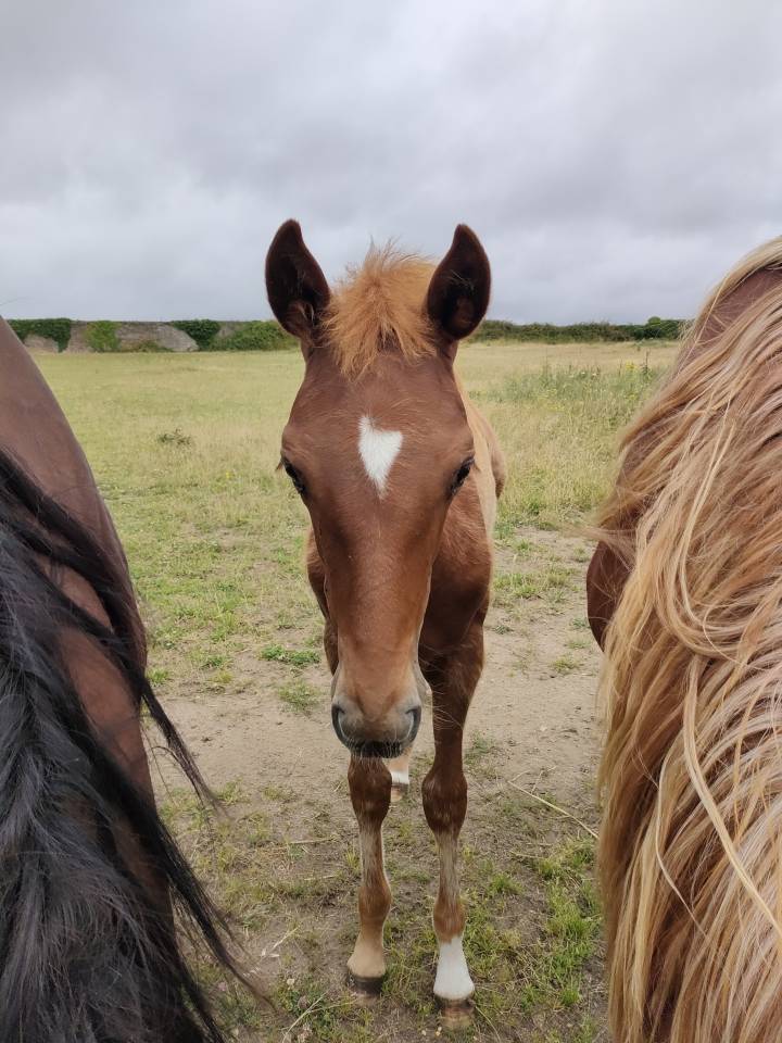 URGENT : Duo de pouliches &agrave; placer ensemble