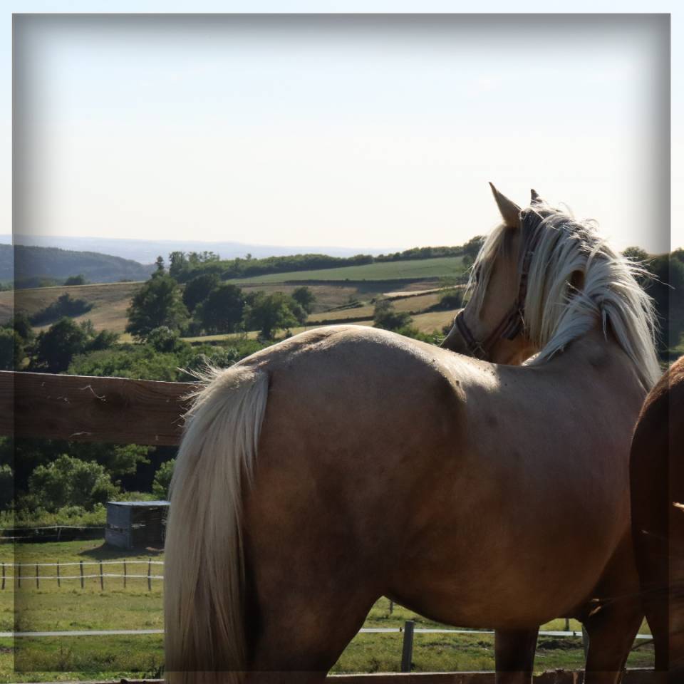 Femelle Welsh Cob de 3 ans