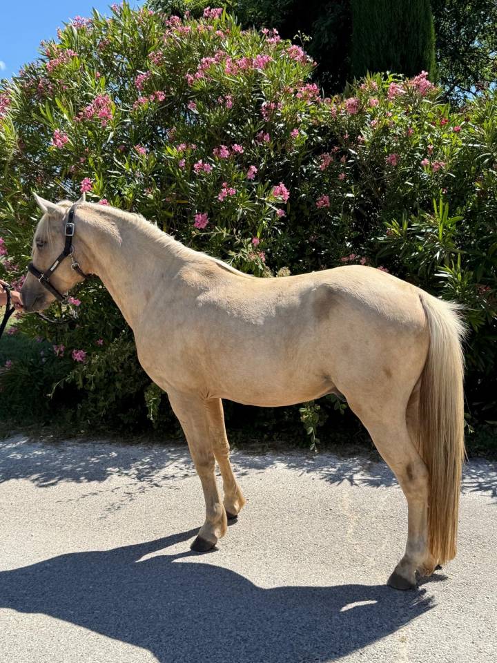 Welsh Part-Bred palomino de 4 ans 