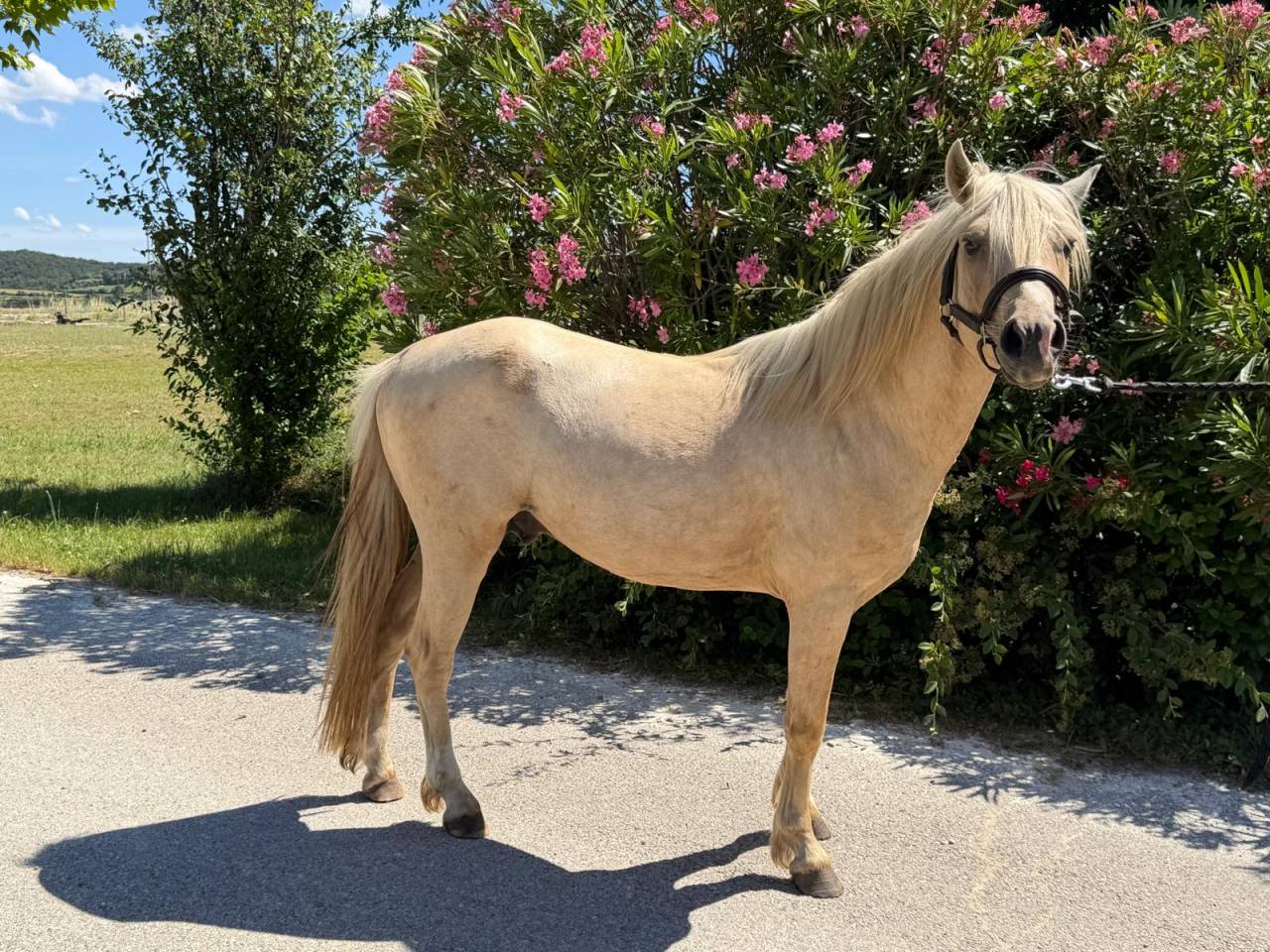 Welsh Part-Bred palomino de 4 ans 