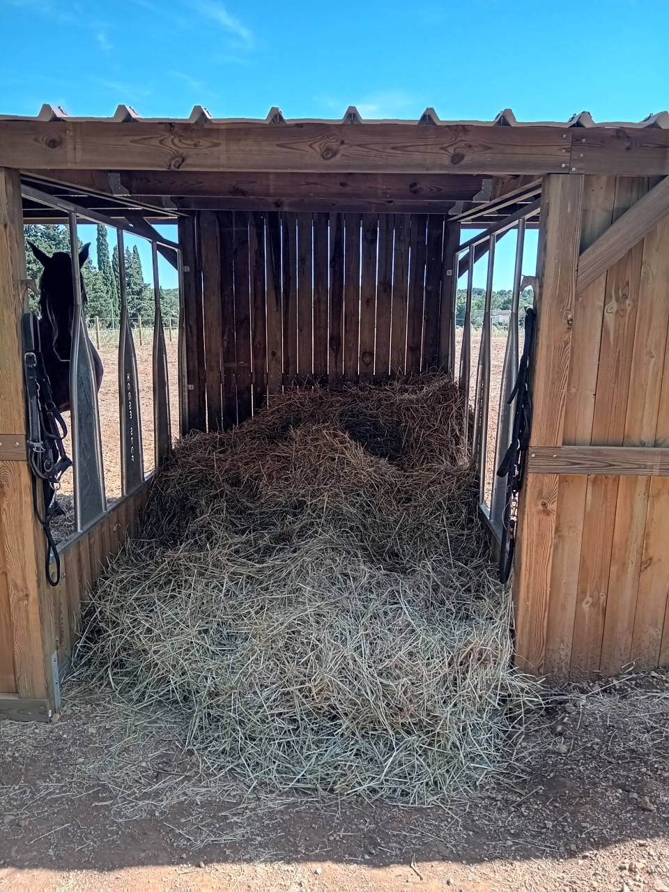 Pension paddock confort - Cheval loisir les Castans 