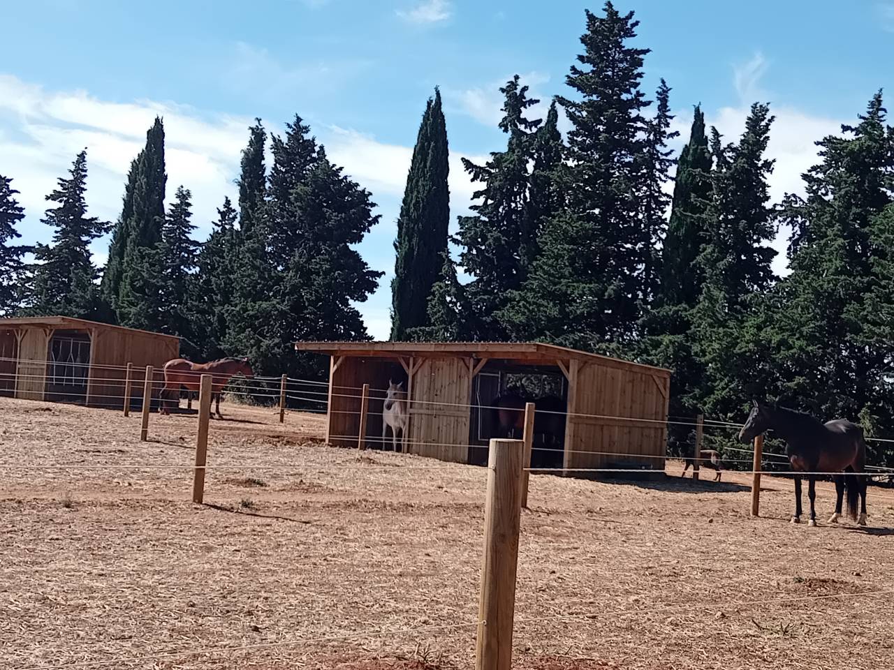 Pension paddock confort - Cheval loisir les Castans 