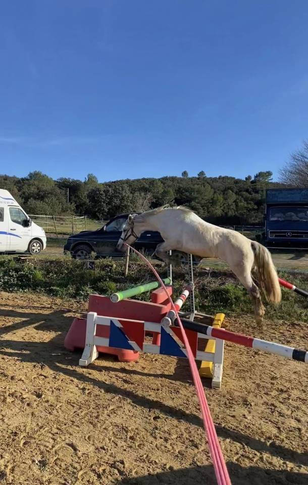 Poney de sport - Harrowdale