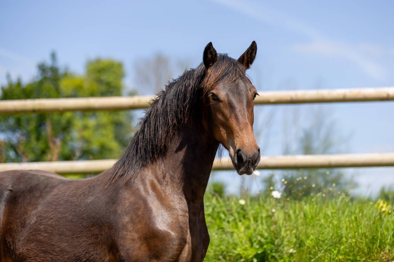 Pouliche AES Cob Normand x Frison
