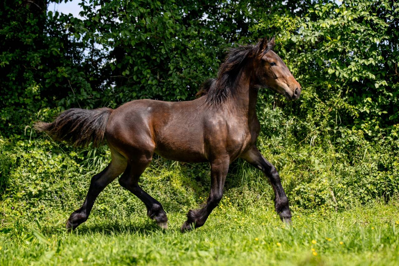 Pouliche AES Cob Normand x Frison