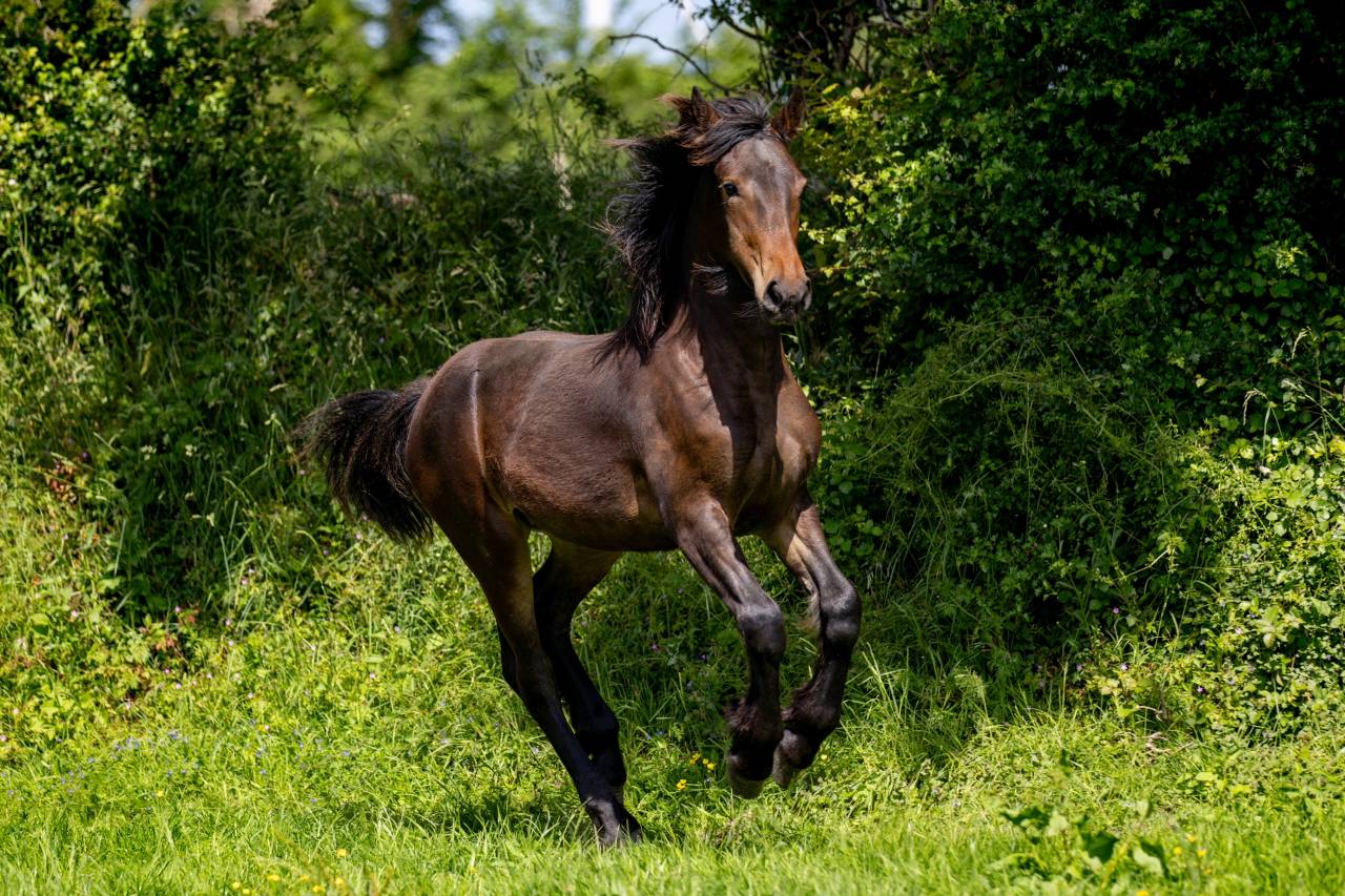 Pouliche AES Cob Normand x Frison