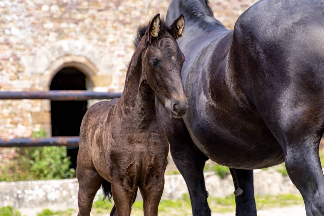 Pouliche Frison PP