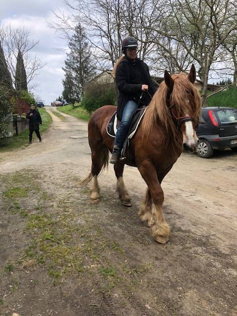 vente chevai breton
