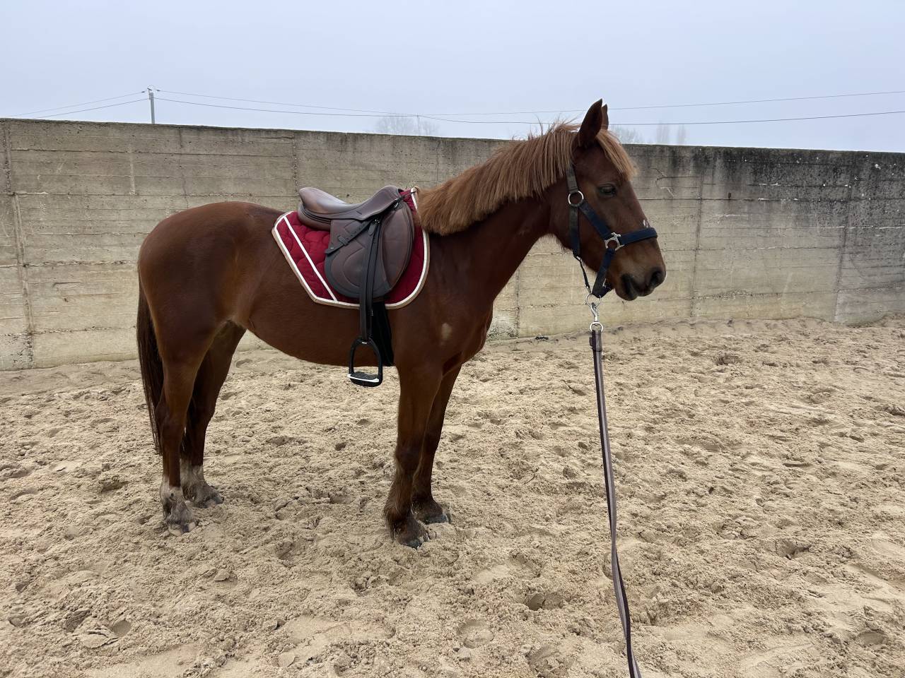 Ponette C 