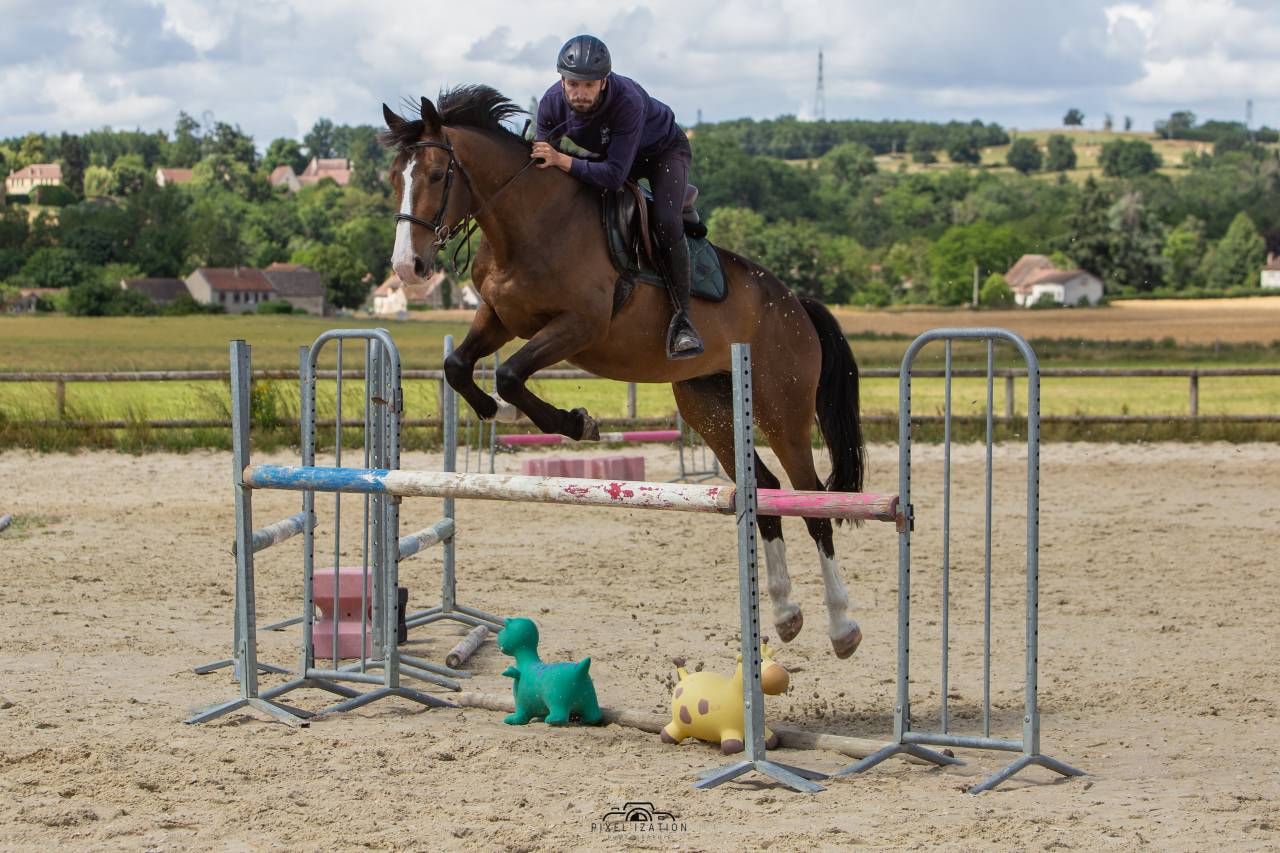 Hongre Selle Francais 7 ans 