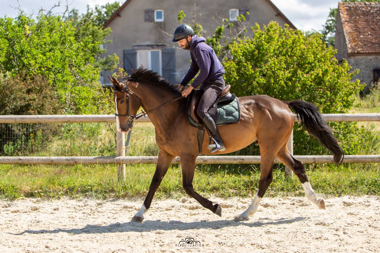Hongre Selle Francais 7 ans 