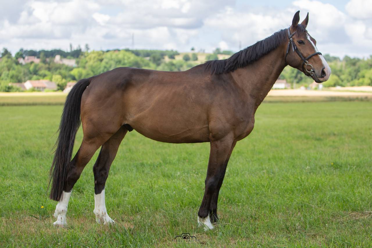 Hongre Selle Francais 7 ans 