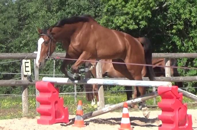 Cheval Mag Ness