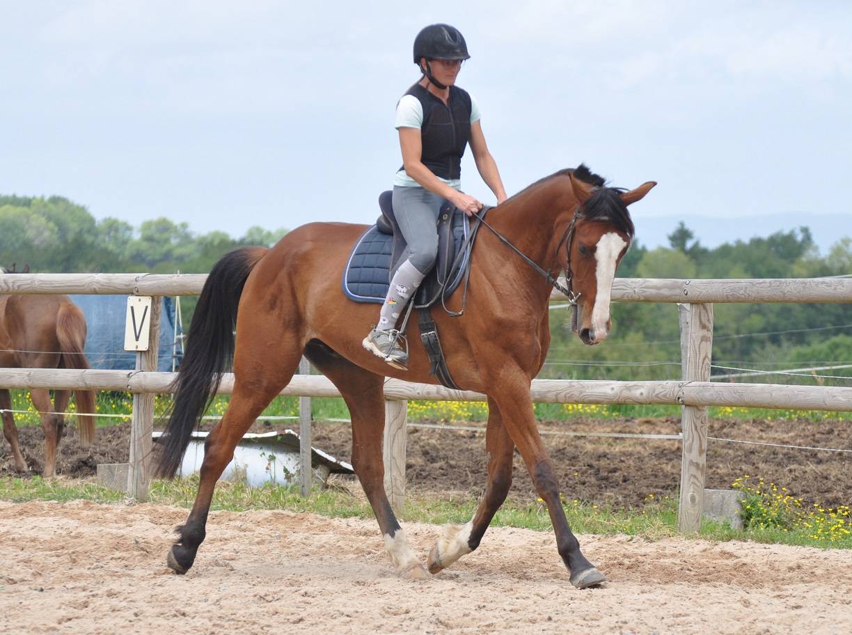 Cheval Mag Ness