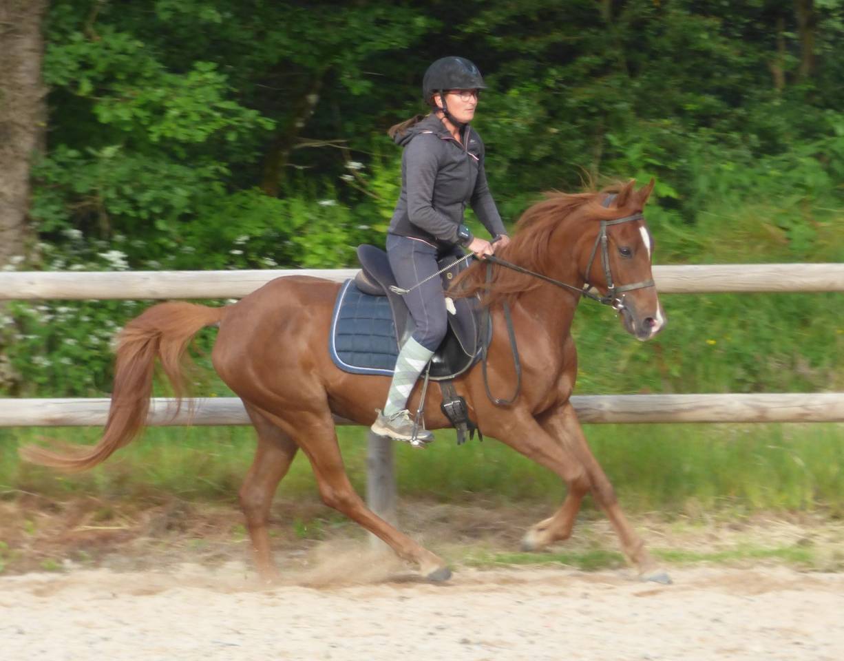 Poney Mazaak