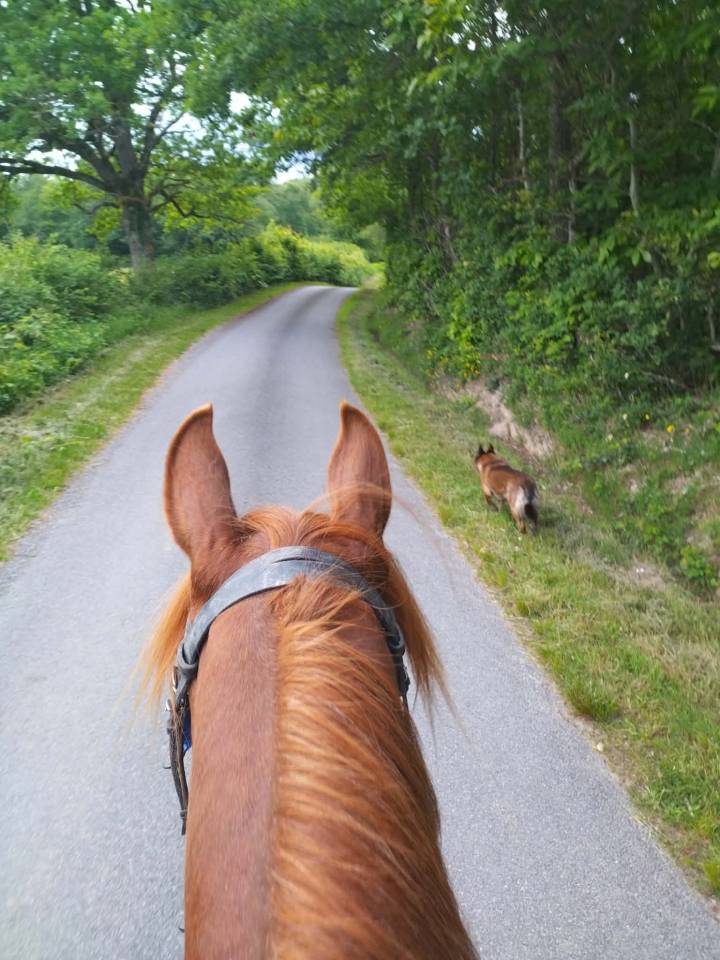 Poney Mazaak