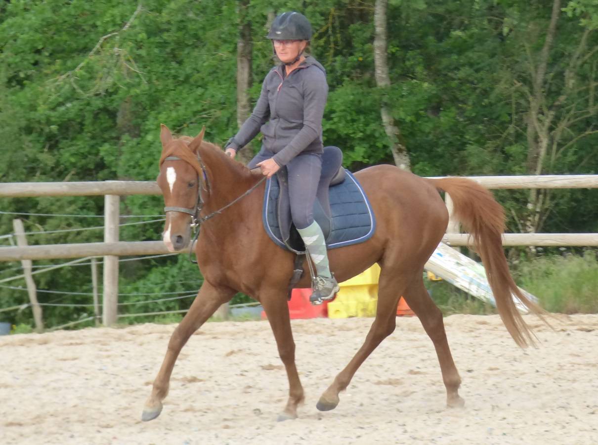 Poney Mazaak