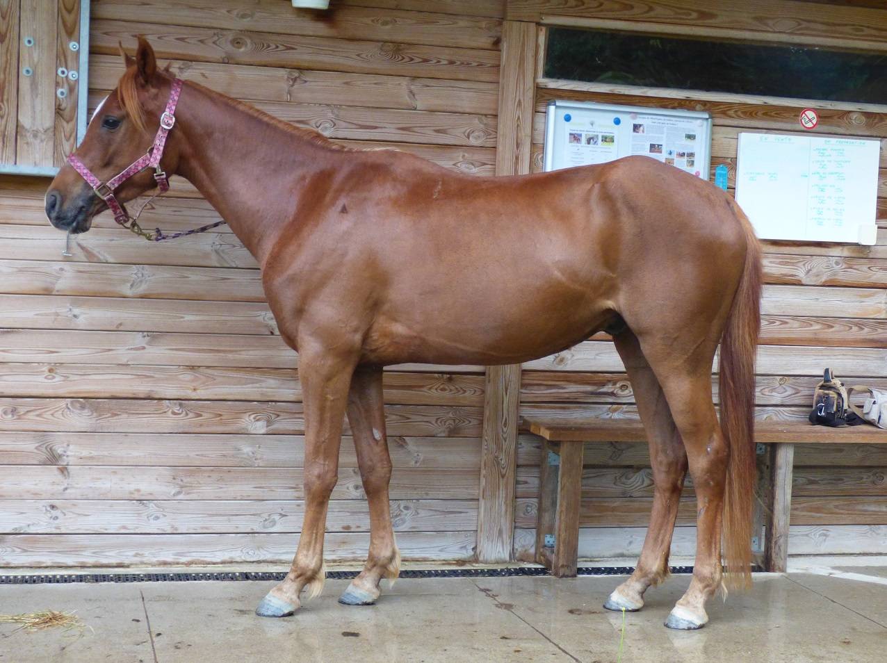 Poney Mazaak
