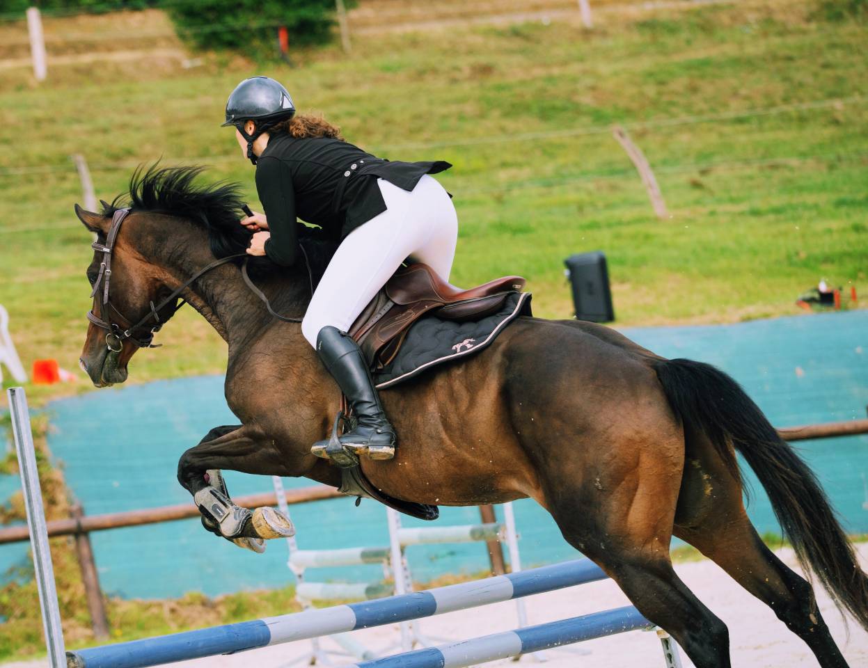 Top hongre AA 7 ans 1m70