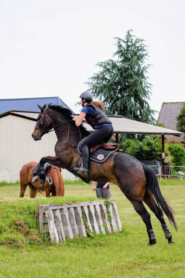 Top hongre AA 7 ans 1m70