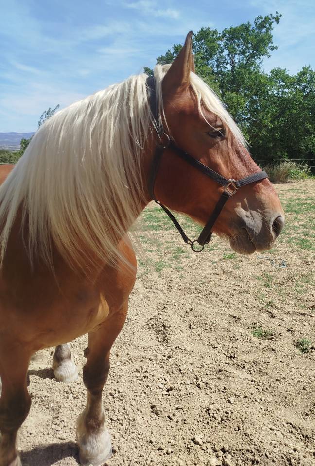 Cheval de trait comtois 9 ans dress&eacute;, mont&eacute;, attel&eacute;